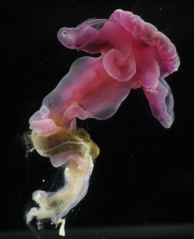 Este gusano rosa fucsia forma parte de los 'Enteropneust', los que los científicos consideran como el nexo evolutivo perdido entre los seres vertebrados e invertebrados. También apareció a 2.700 metros de profundidad en la estación 36.