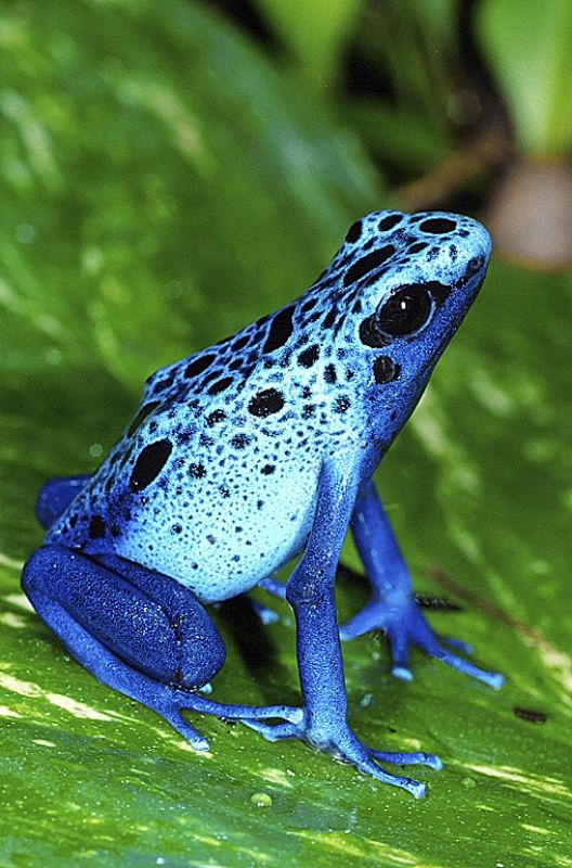 El asombroso colorido de una rana de flecha venenosa