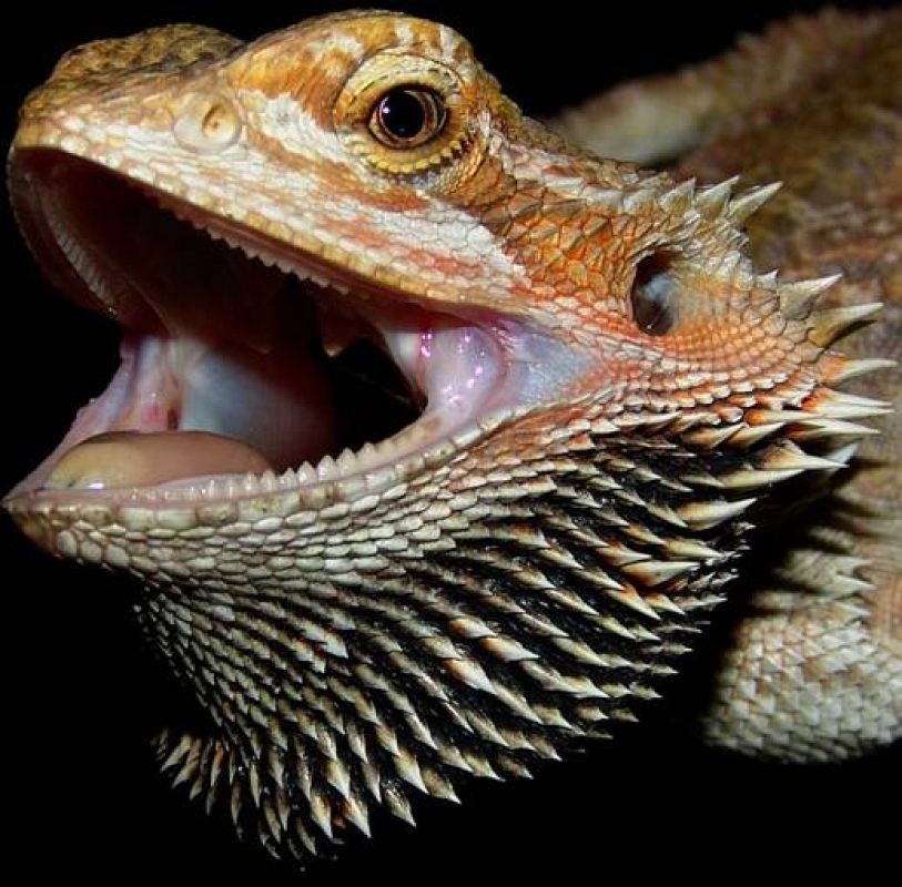  Un lagarto barbudo con la boca abierta