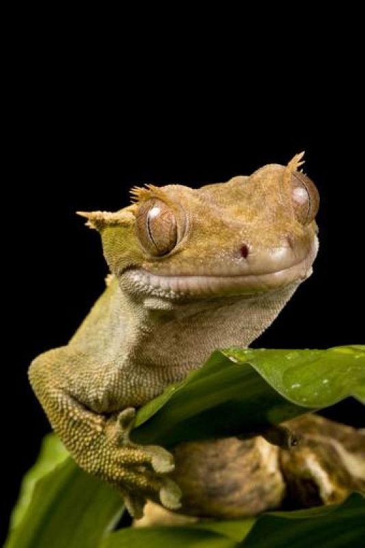  Un gecko en la oscuridad