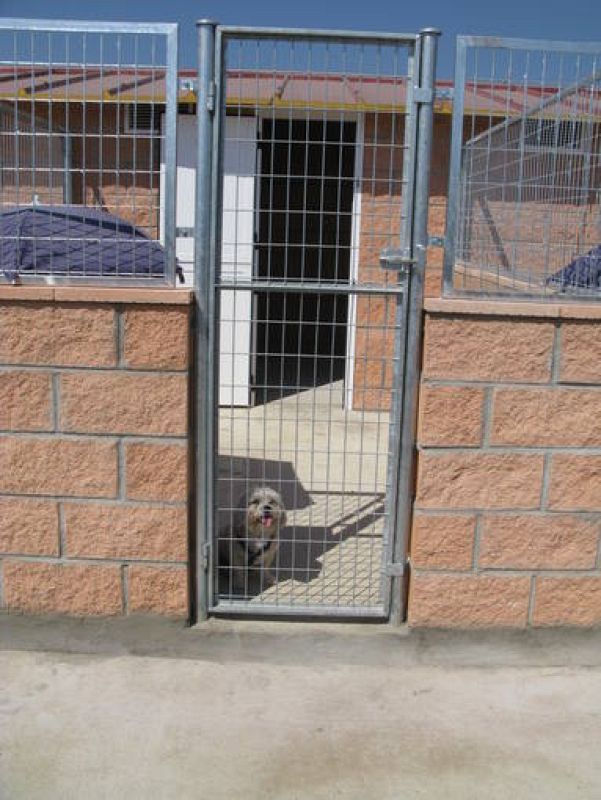  Uno de los perros alojados en Chuchilandia residencia canina