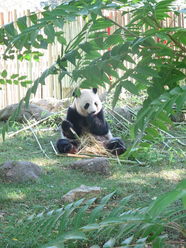 La hembra Hua Zui Ba (Boca coloreada)