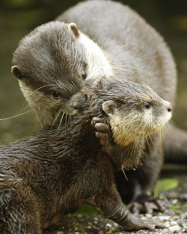 Una nutria intentando coger a su cachorro por el pescuezo