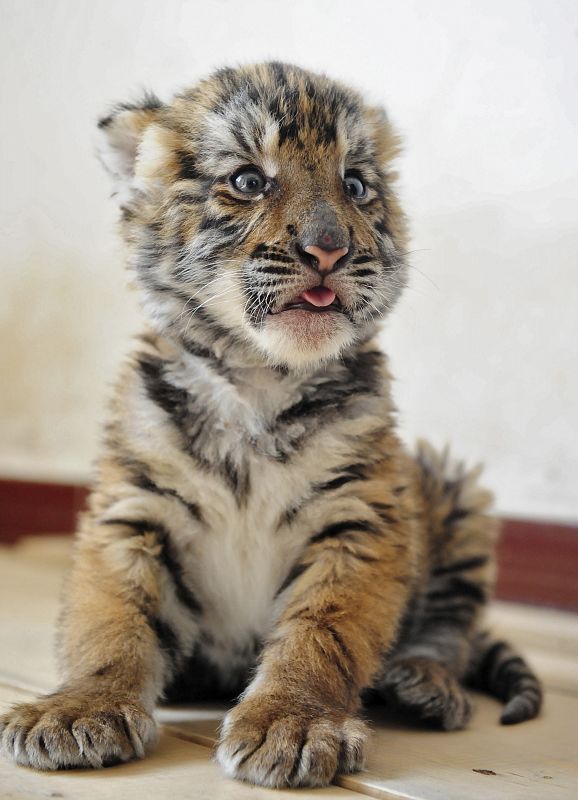 Una pequeña cría de tigre del sur de China en el zoo de Louyang