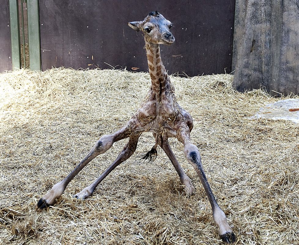 Una jirafa recién nacida intenta mantenerse en pie para no caerse