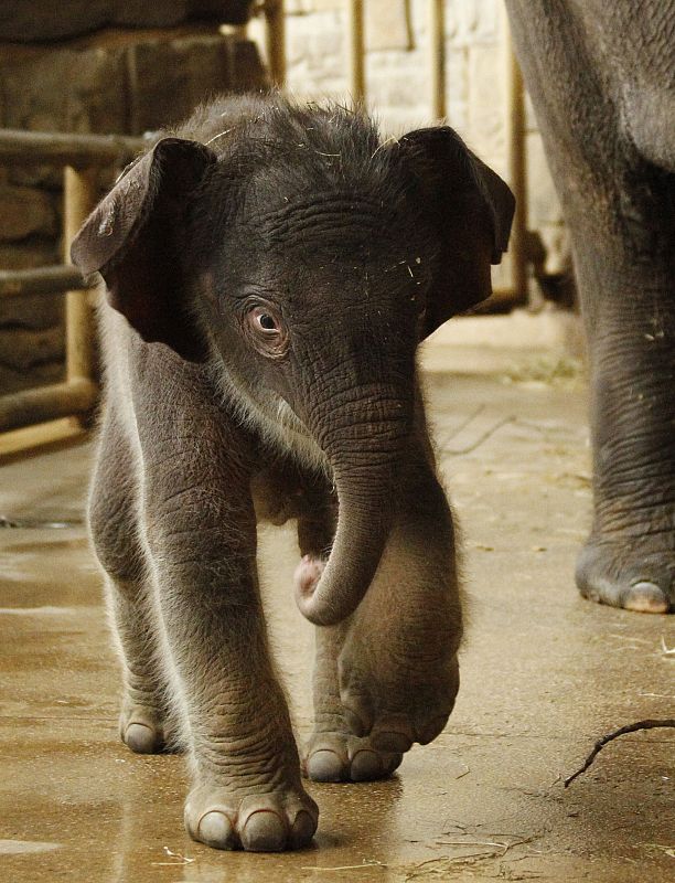 Una cría de elefante nacida en el Zoo de Berlín con cuatro días de edad