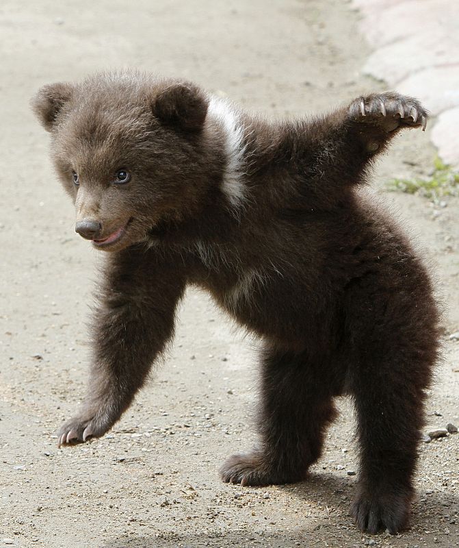 Una cría de oso pardo, con tres meses de edad, juegan durante una sesión de fotos