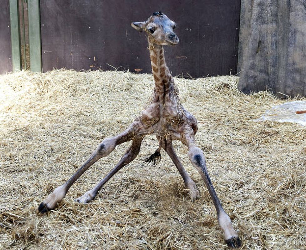  Una jirafa recién nacida intenta mantenerse en pie para no caerse