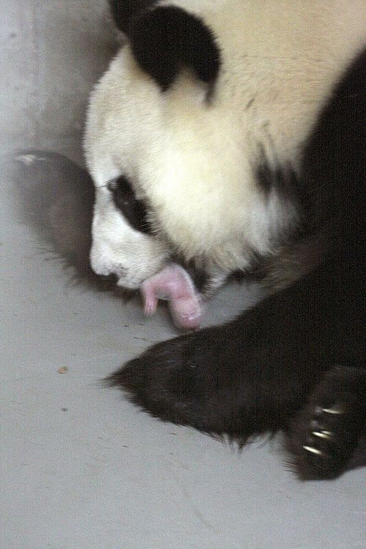 NACEN DOS CRÍAS DE OSO PANDA EN EL ZOO DE MADRID