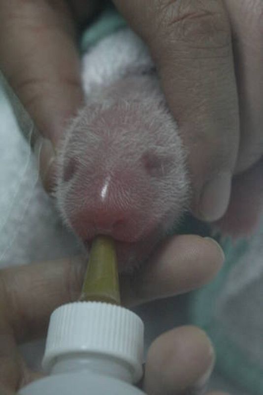  Una de las crías de oso panda tomando el biberón