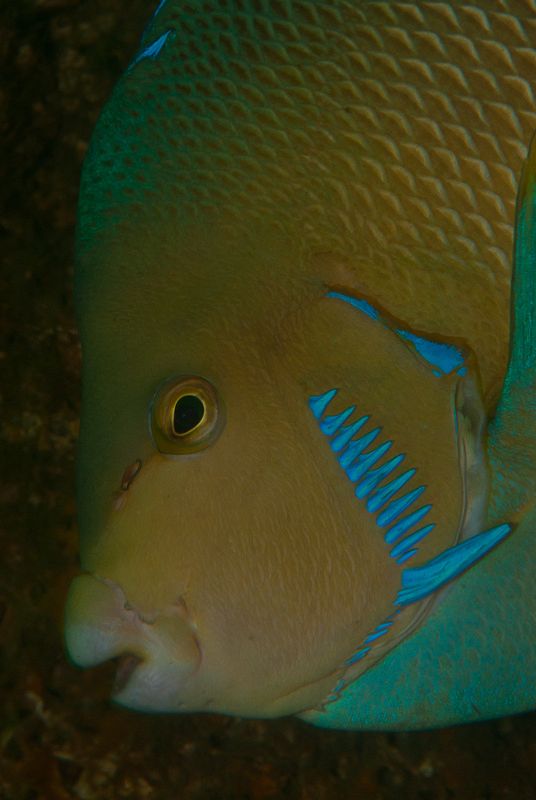 Uno de los peces recogidos durante la expedición