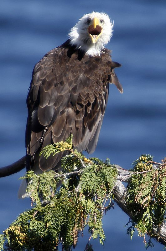 Un águila calva adulta posada sobre la rama de un árbol