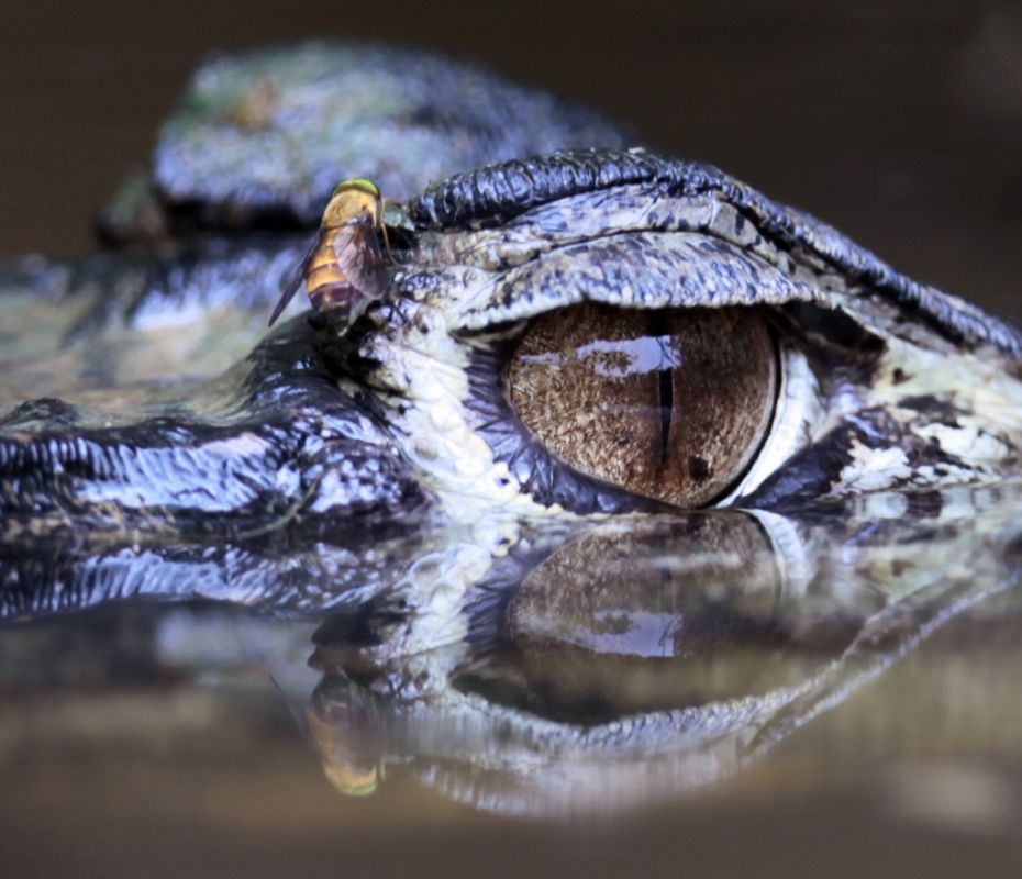 El ojo de un caiman negro del Parque Nacional de Yasuni, Ecuador, sobresale por encima del agua