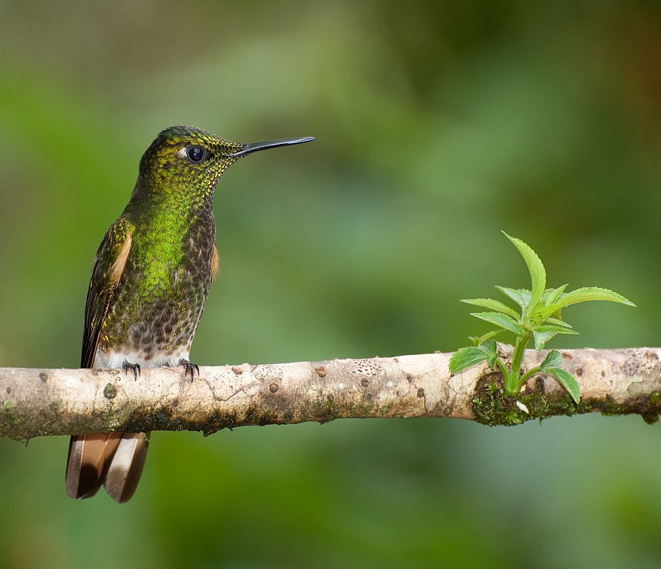 Colibríes en su hábitat natural de Mindo, Ecuador