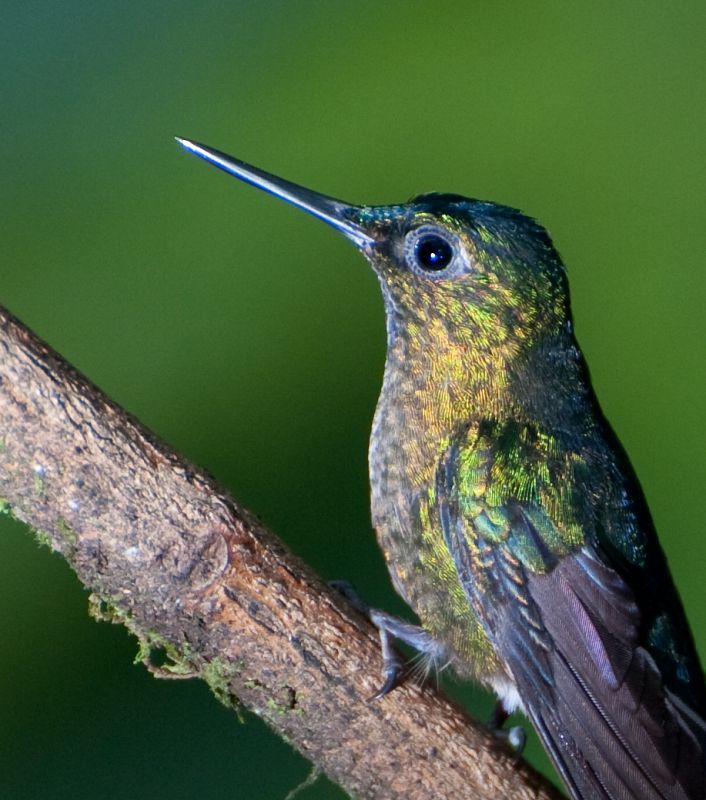 Colibríes en su hábitat natural de Mindo, Ecuador