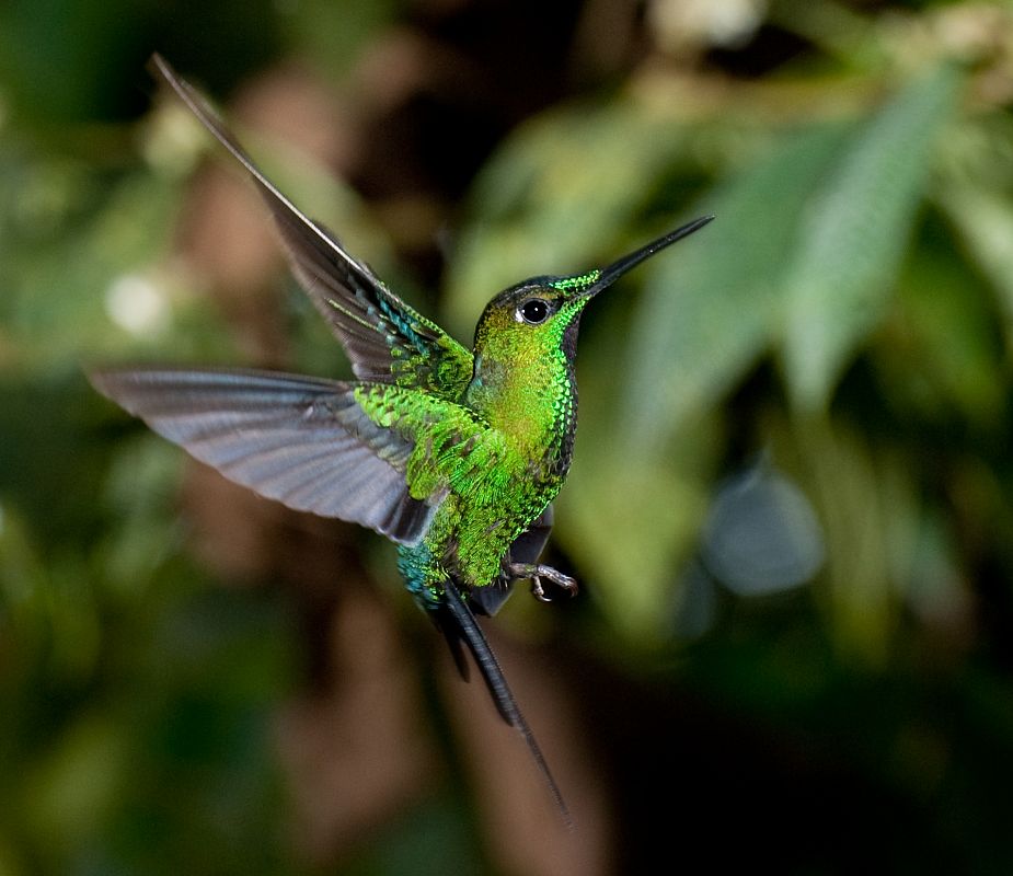 Colibríes en su hábitat natural de Mindo, Ecuador