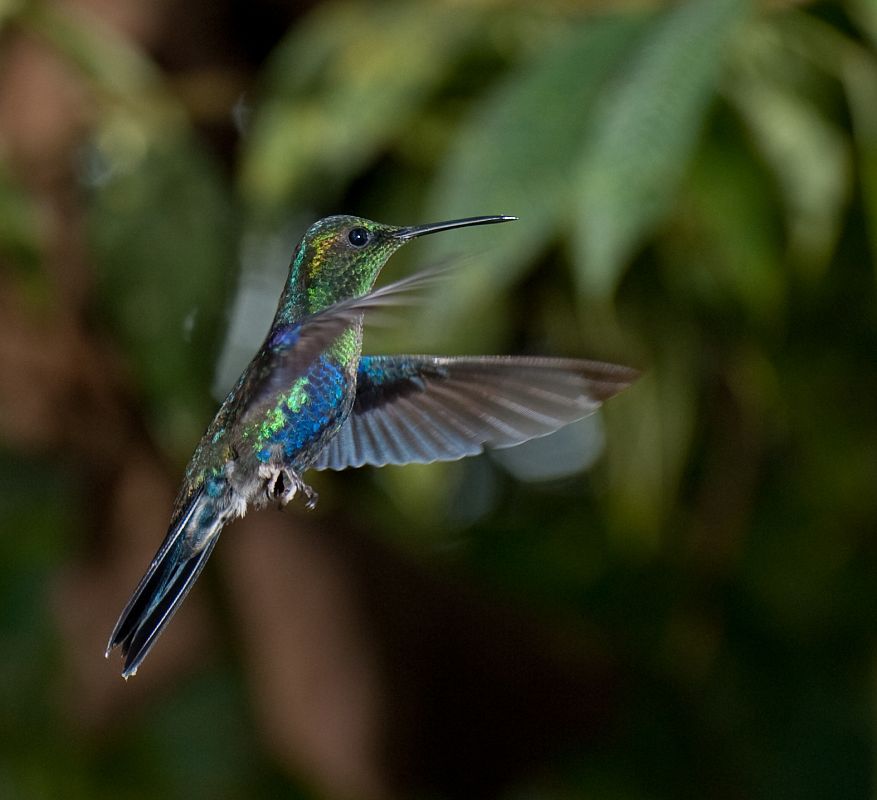 Colibríes en su hábitat natural de Mindo, Ecuador