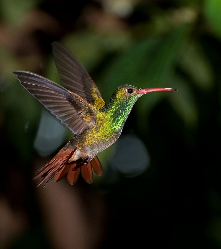 Colibríes en su hábitat natural de Mindo, Ecuador