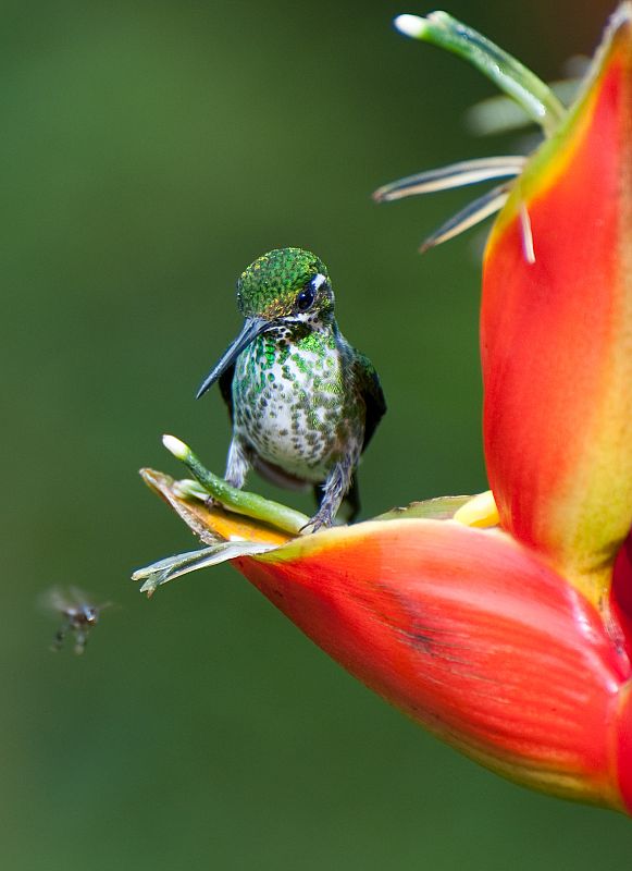 Colibríes en su hábitat natural de Mindo, Ecuador