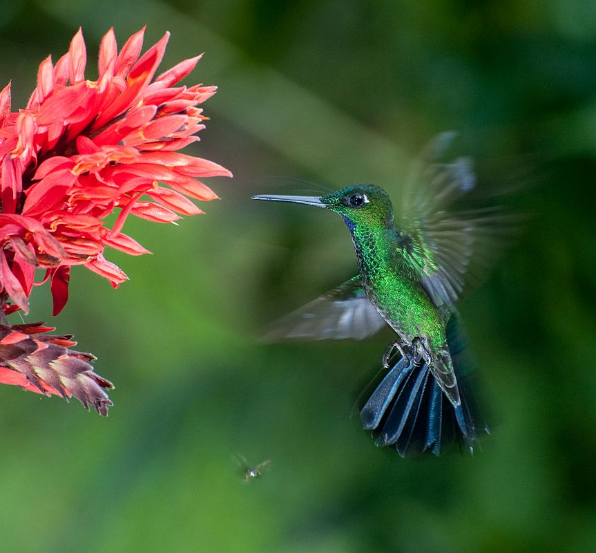 Colibríes en su hábitat natural de Mindo, Ecuador