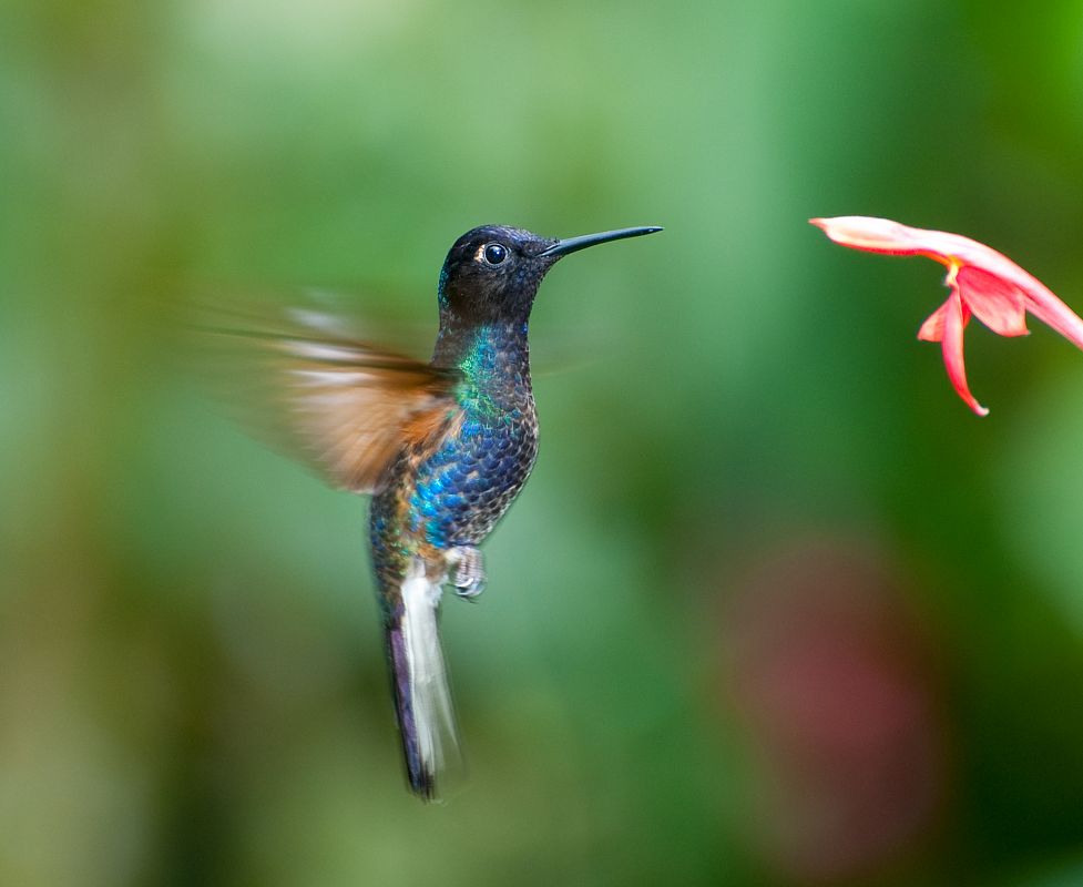 Colibríes en su hábitat natural de Mindo, Ecuador