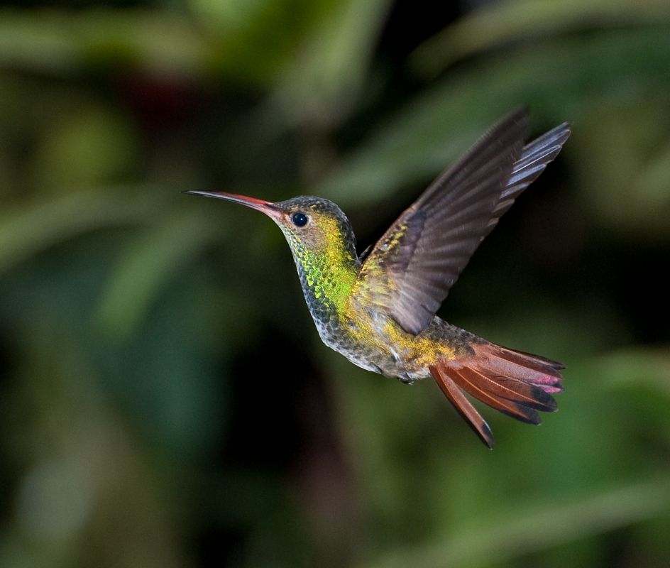 Colibríes en su hábitat natural de Mindo, Ecuador