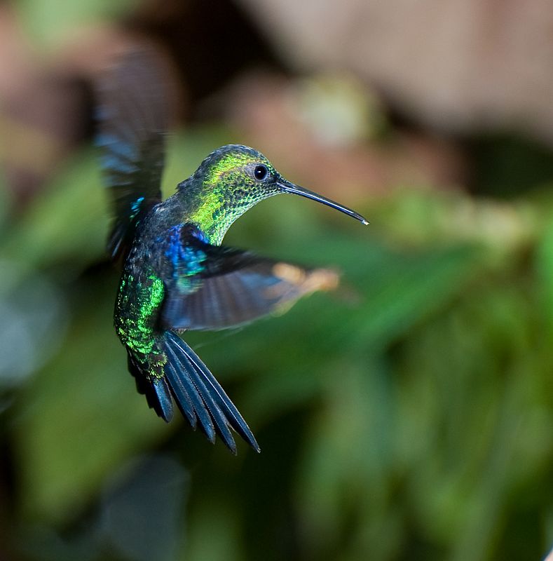 Colibríes en su hábitat natural de Mindo, Ecuador