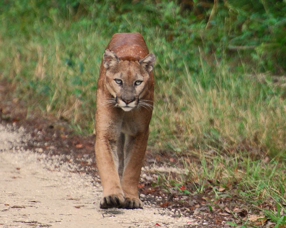 El paso desafiante de la pantera, uno de los animales más bellos del planeta