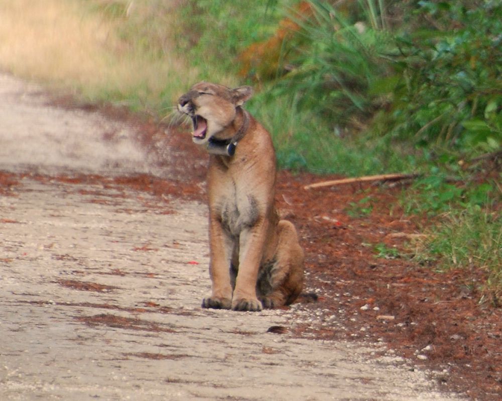 Un macho de pantera rugiendo en medio de un camino de la reserva natural de Fakahatchee