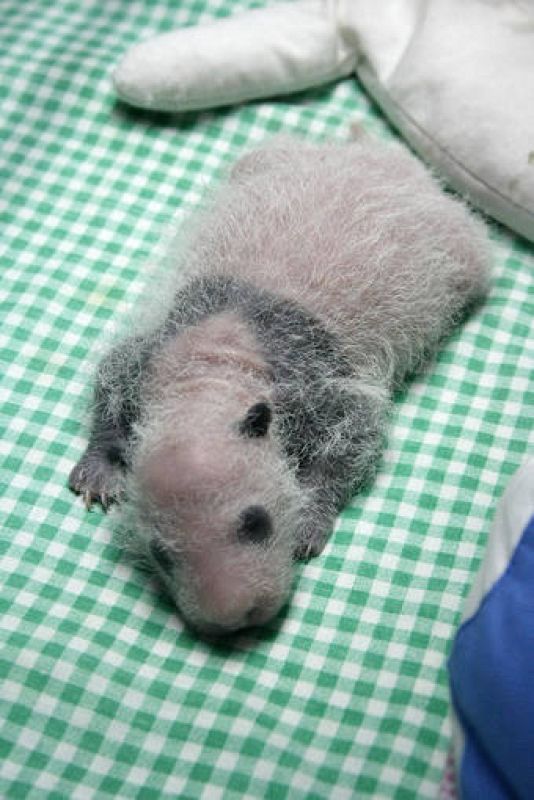  Todavía no se conoce el sexo de los cachorros