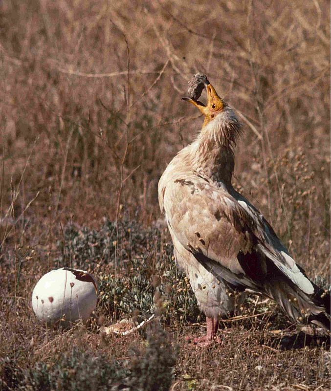 El alimoche - un viaje por la supervivencia