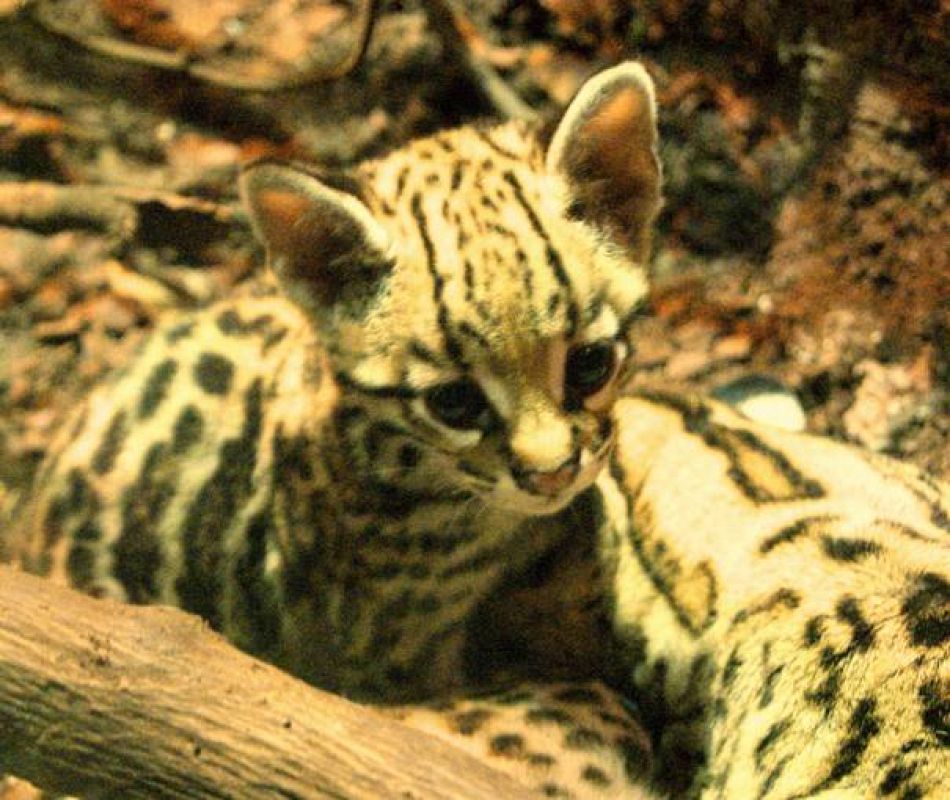 Los visitantes de Faunia serán los encargados de elegir su nombre