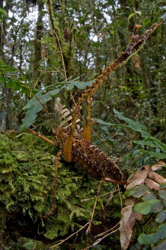 Una de las nuevas especies descubiertas en los bosques de Papua Nueva Guinea