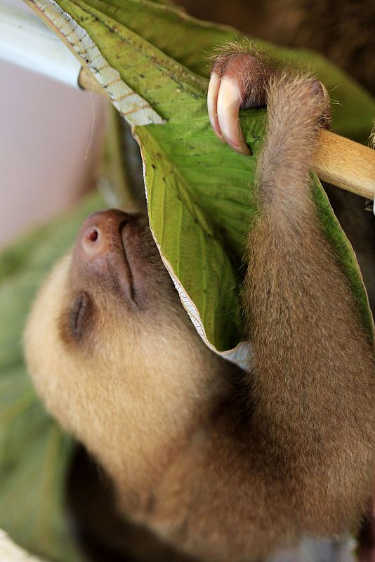 Un perezoso recién nacido, adoptado en un centro de cría en cautividad en Costa Rica