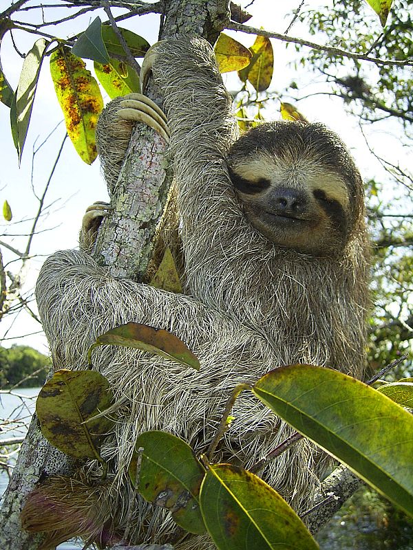 Un perezoso de tres garras subido a un árbol