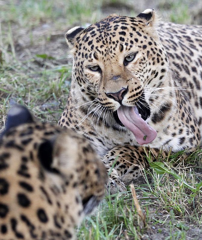 Russo, un leopardo macho chino de cuatro años de edad