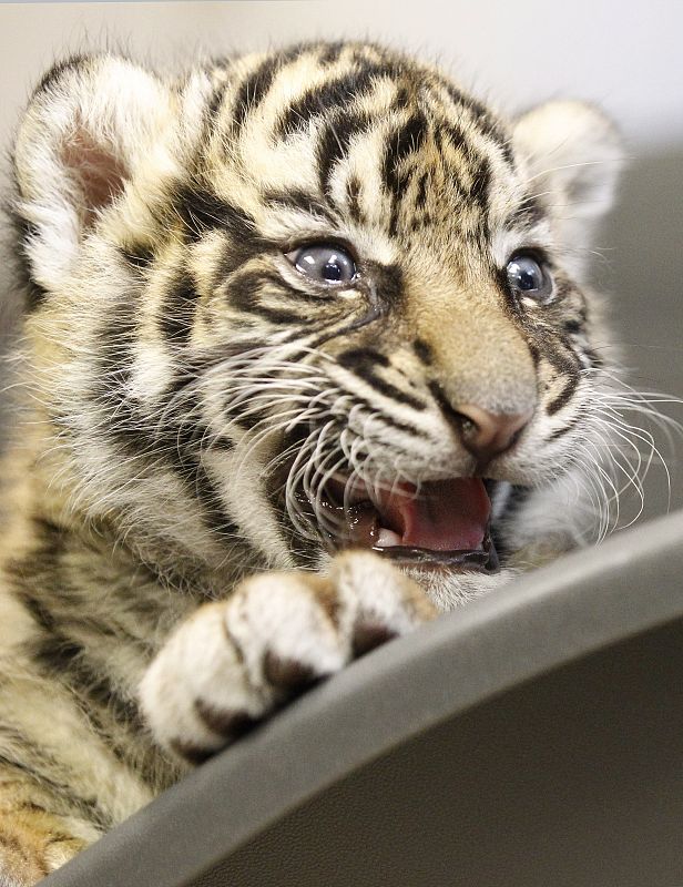 Un tigre de Sumatra de tres semanas de edad