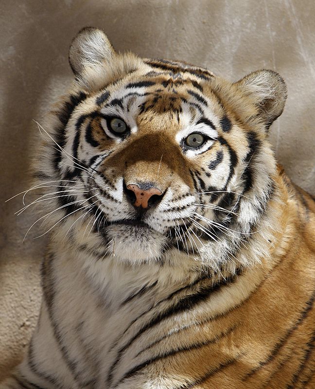 Prince, un tigre de Jordania