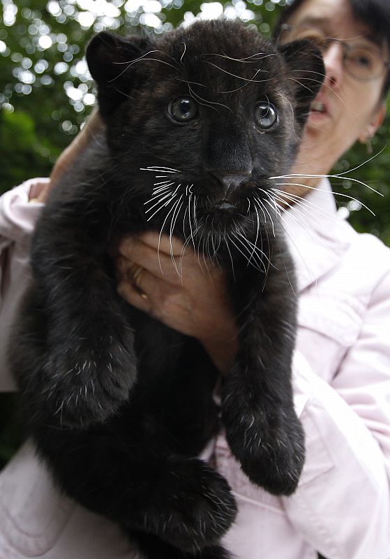 Un leopardo negro recién nacido sujetado por uno de los veterianarios que asistieron al parto