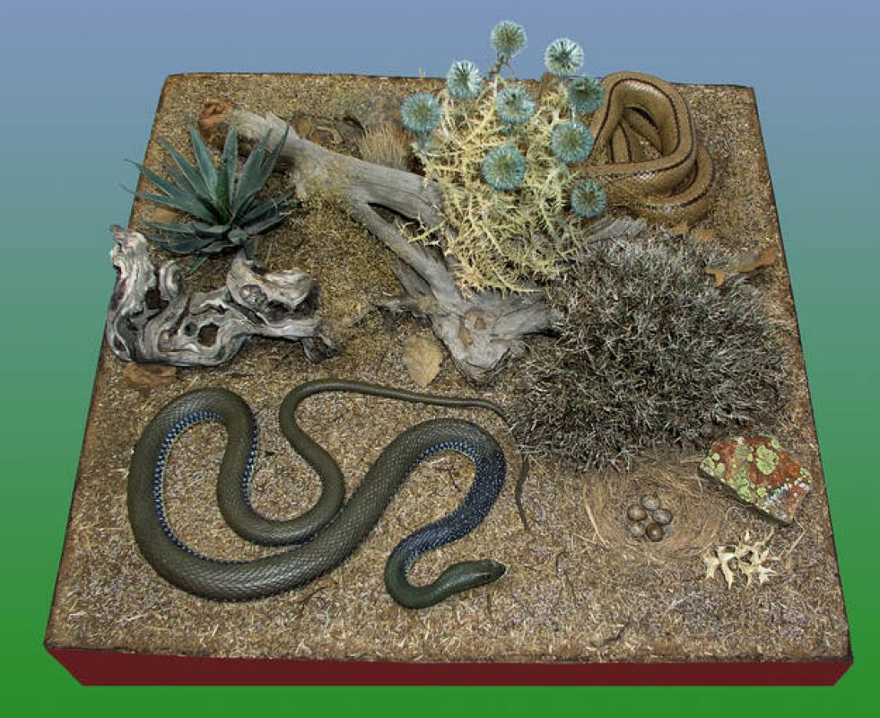 Dos de las culebras que viven en los campos españoles, entre ellas la 'escalera'ibios y reptiles de España'