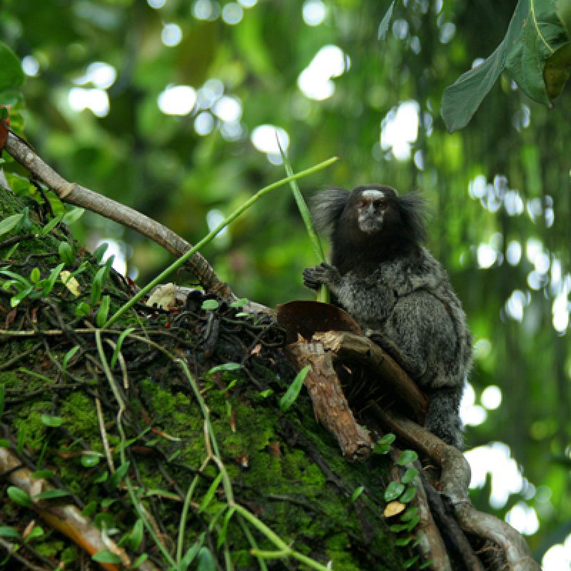 Una de las nuevas especies de primates descubiertas en la Amazonía