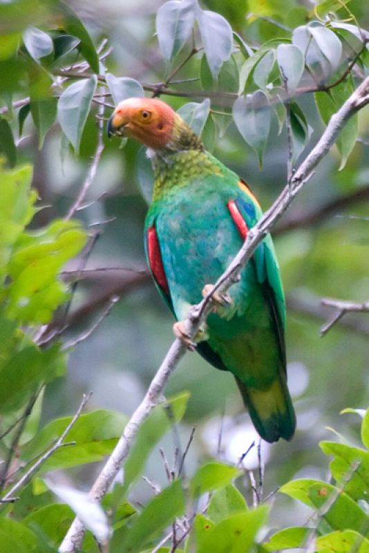 El asombroso colorido del 'loro calvo'