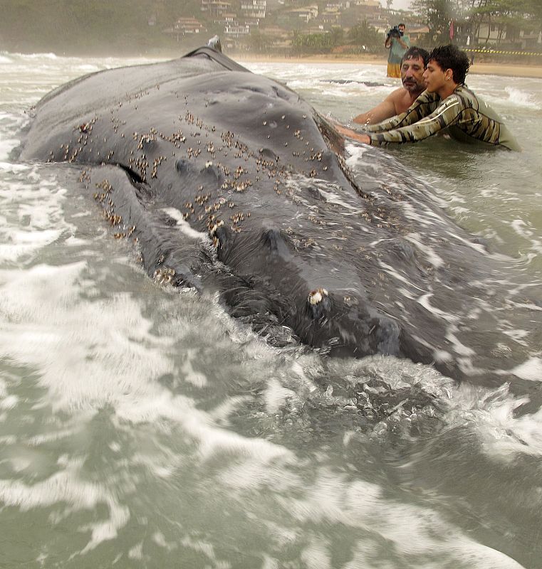 Vecinos y turistas se afanan en salvar la vida de la ballena jorobada encallada en la costa