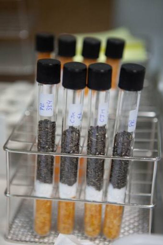  Cuando está confirmado que las semillas son buenas, guardan los tubosen botes y los almacenan en cámaras frigoríficas a -10 ºC