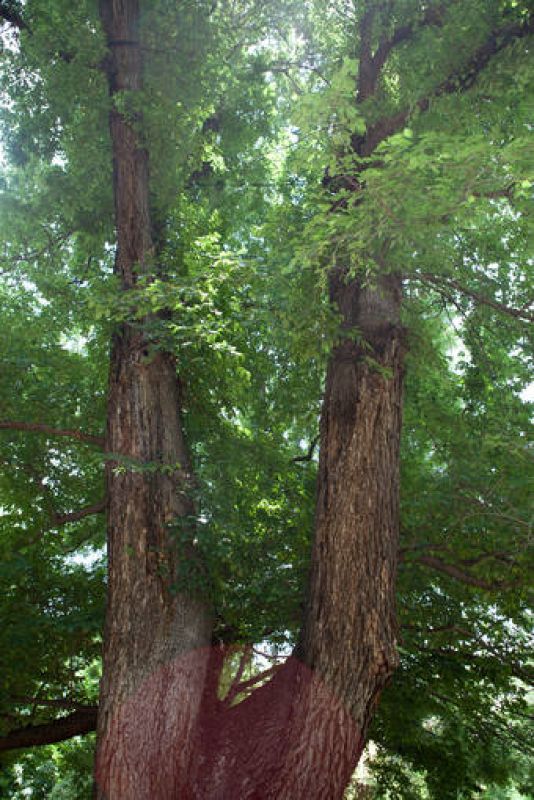  Es un olmo con forma de pantalón invertido. Es muy querido en eljardín ya que es un superviviente de la plaga de grafosis que mató acientos de olmos en las décadas ochenta y noventa.
