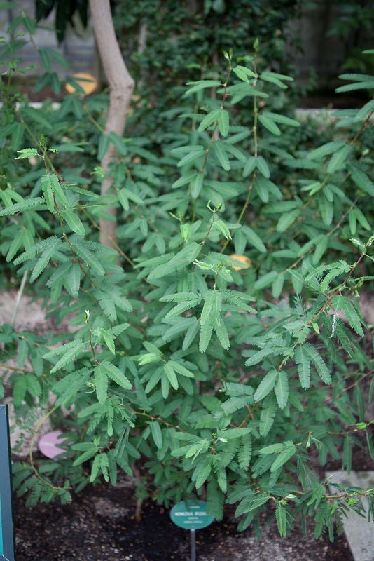 La mimosa púdica es la estrella del invernadero subtropical. Se muevecuando la tocan. Los visitantes lo pueden experimentar en por ellosmismos. Es un mecanismo de supervivencia. Cuando un herbívoro la rozacon su morro dispuesto a comerla, ella se qu