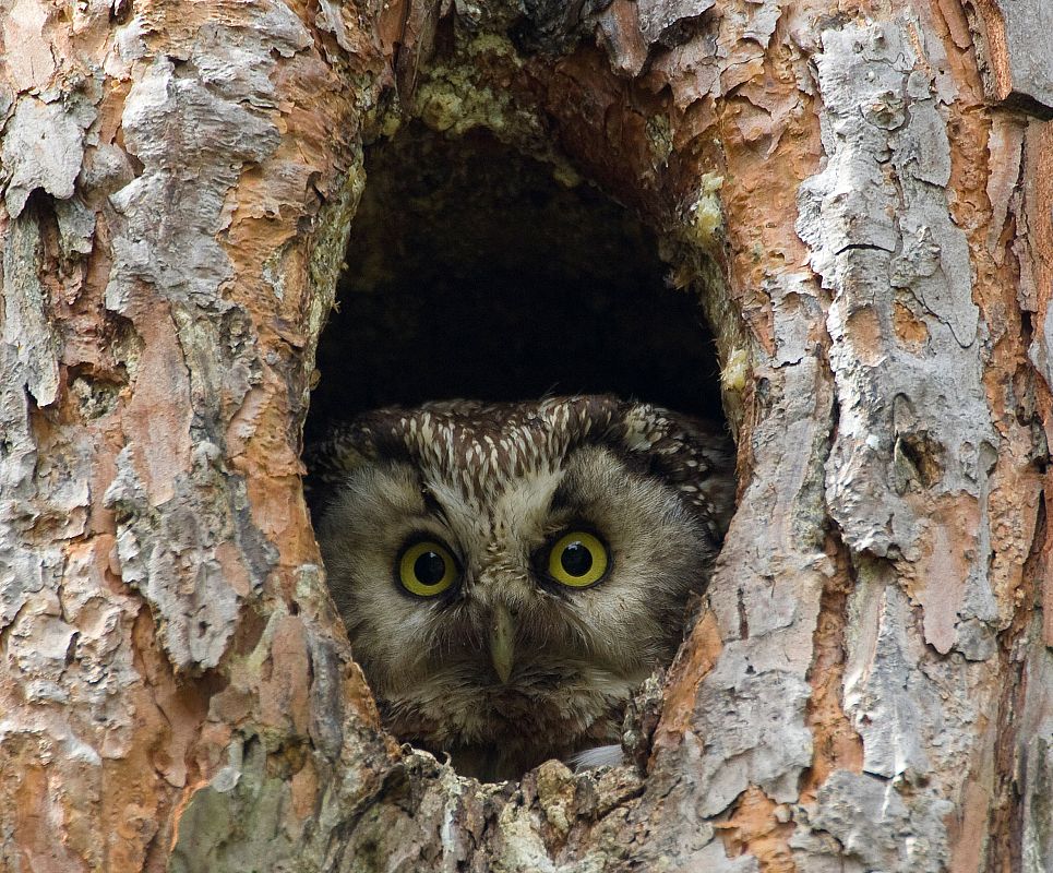 Una lechuza observando desde un árbol