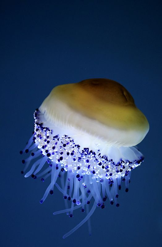 La medusa 'Cotylorhiza tuberculata' parece, vista desde arriba, un huevo frito. Es poco venenosa y una de las medusas más llamativas por sus coloridos tentáculos
