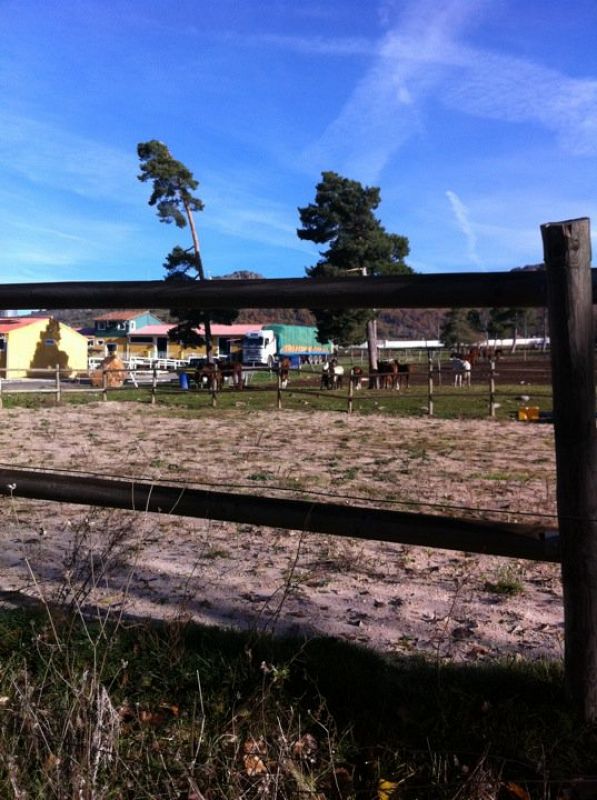 Los caballos esperan la llegada del camión con comida tras 17 días sin comer