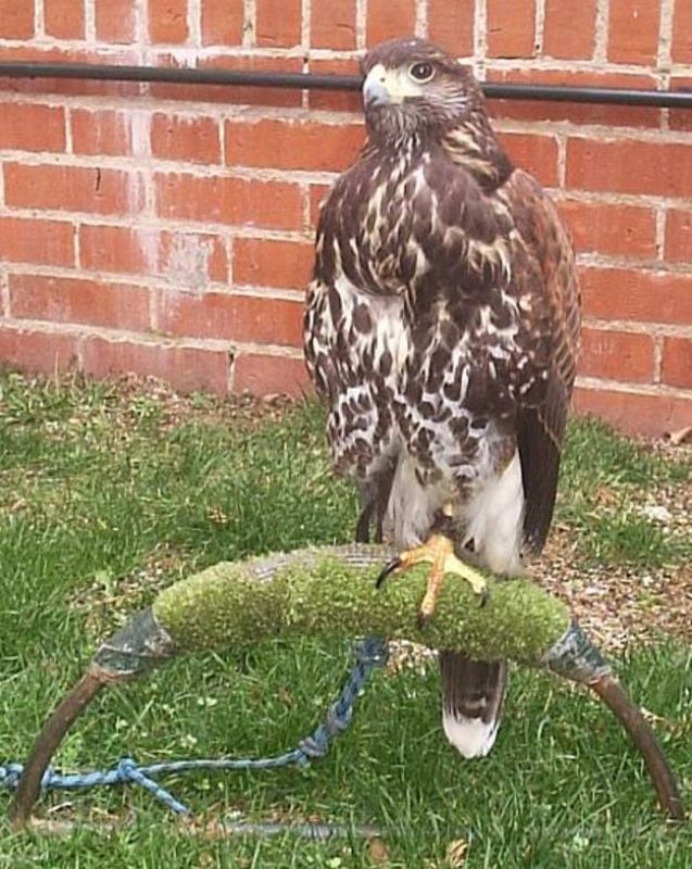 Tejedora prima pollo de halcón Harris, 'Parabuteo unicinctus'